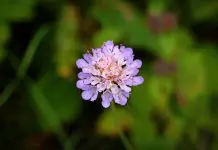 Ledum Palustre: Un Rimedio Naturale Contro le Punture di Zanzare