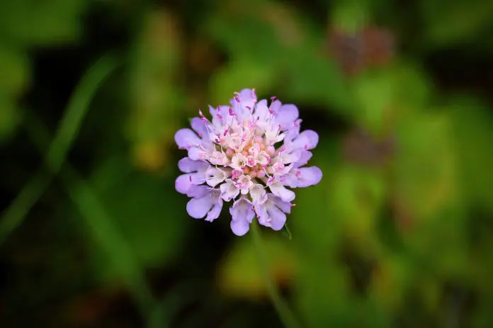 ledum-palustre
