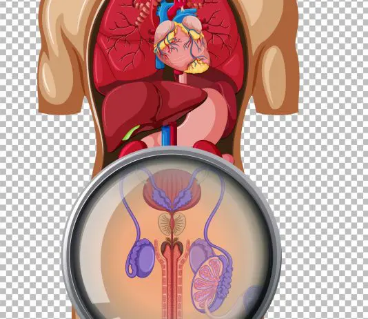 Malattie sessuali maschili:sintomi e cure! malattie sessuali maschili sintomi