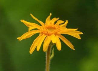 Antinfiammatorio Naturale Gola