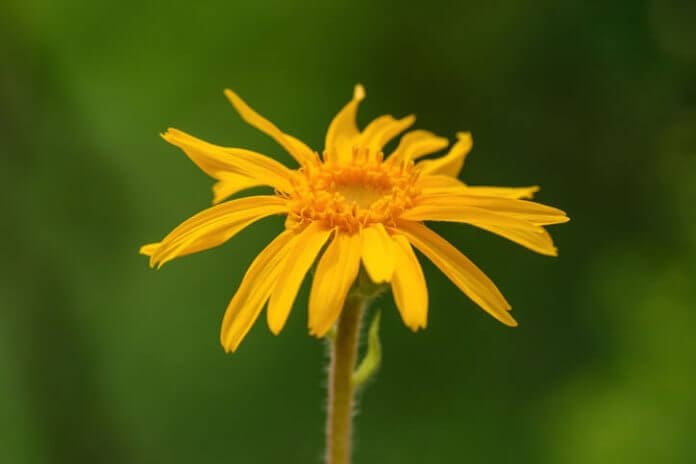 Antinfiammatorio Naturale Gola