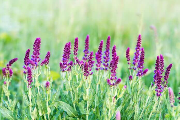 salvia sclarea proprietà