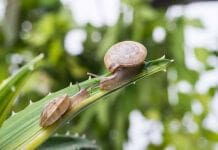 bava di lumaca per acne e brufoli